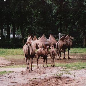 Burgers Zoo 2002 - Bactrian Camels
