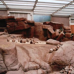 Burgers Zoo 2002 - California Bighorn Sheep exhibit in Burgers Desert