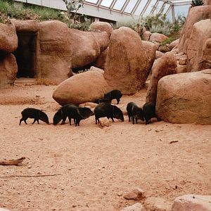 Burgers Zoo 2002 - Collared Peccary exhibit in Burgers Desert