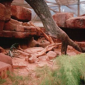 Burgers Zoo 2002 - Bobcat exhibit in Burgers Desert?