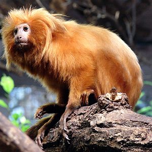 Leontopithecus rosalia / Golden lion tamarin