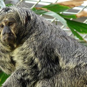 Pithecia pithecia / White-faced saki (female)