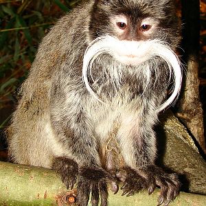 Saguinus imperator subgrisescens / Emperor tamarin