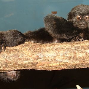 Callimico goeldii / Goeldi's monkey