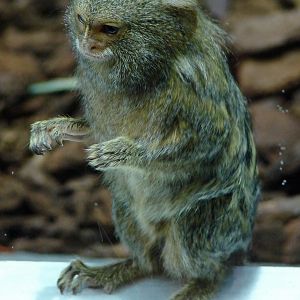Callithrix pygmaea  / Pygmy marmoset