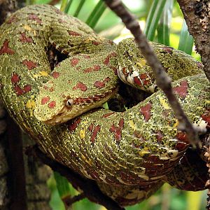 Bothriechis schlegelii / Eyelash palm pitviper