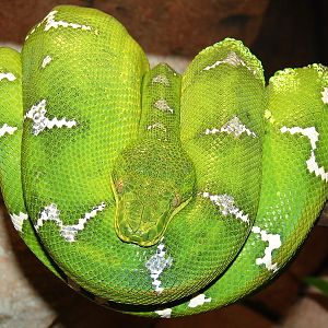 Corallus caninus / Emerald tree boa