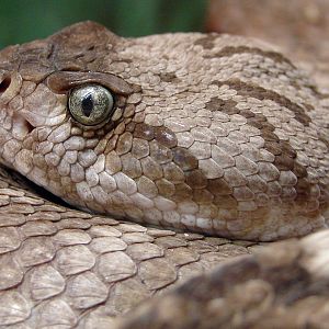 Crotalus molossus molossus / Black-tailed rattlesnake