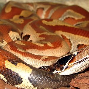 Python brongersmai / Blood python