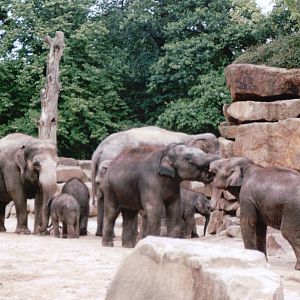 Emmen Zoo 2002 - Part of the famous Asiatic Elephant group