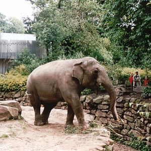 Emmen Zoo 2002 - Part of the famous Asiatic Elephant group