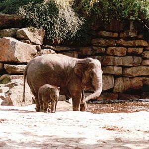Emmen Zoo 2002 - Part of the famous Asiatic Elephant group