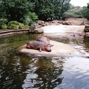 Emmen Zoo 2002 - Common Hippopotamus exhibit