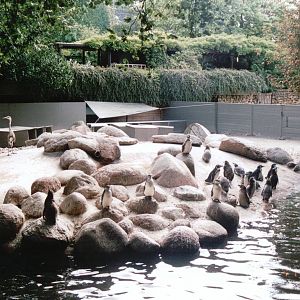 Emmen Zoo 2002 - Part of the old Humboldt Penguin exhibit