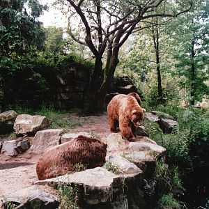 Emmen Zoo 2002 - Kodiak Bears