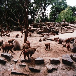 Emmen Zoo 2002 - Part of the Hamadryas Baboon exhibit