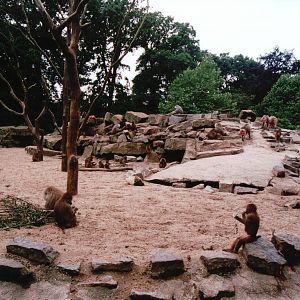 Emmen Zoo 2002 - Part of the Hamadryas Baboon exhibit