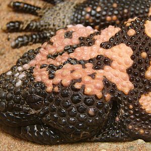 Heloderma suspectum / Gila monster