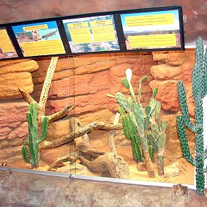 Gila monster (Heloderma suspectum) Exhibit
