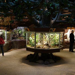 Reptile Exhibit