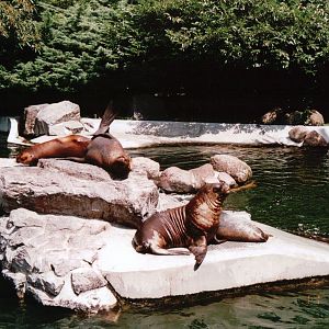 Emmen Zoo 2002 - South American Sea Lion exhibit