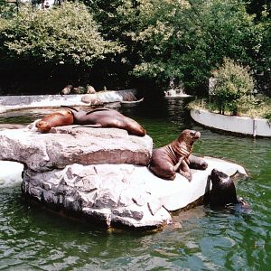 Emmen Zoo 2002 - South American Sea Lion exhibit