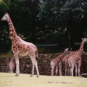 Emmen Zoo 2002 - Rothschilds Giraffes