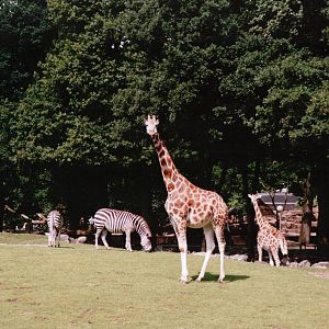 Emmen Zoo 2002 - Rothschilds Giraffes and Common Zebra