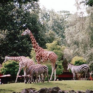 Emmen Zoo 2002 - Rothschilds Giraffes and Common Zebra