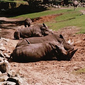 Emmen Zoo 2002 - White Rhinoceros and Ostrich