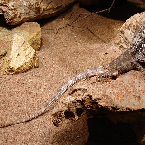 Chlamydosaurus kingii / Frilled lizard (male)