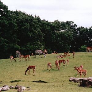 Emmen Zoo 2002 - Common Zebra and Impala