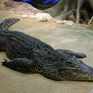 Crocodylus rhombifer / Cuban crocodile