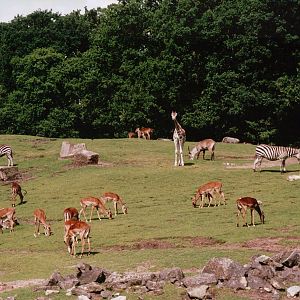 Emmen Zoo 2002 - Common Zebra, Impala and Common Waterbuck