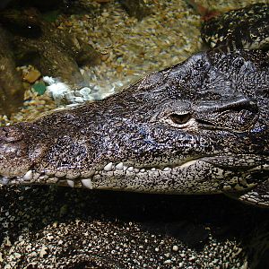 Crocodylus rhombifer / Cuban crocodile