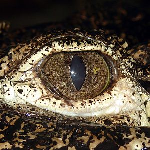 Crocodylus rhombifer / Cuban crocodile (eye)
