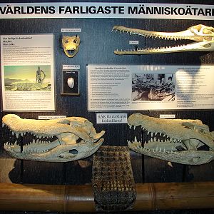Crocodile Skull Exhibit