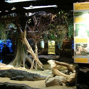 Cuban crocodile (Crocodylus rhombifer) Exhibit
