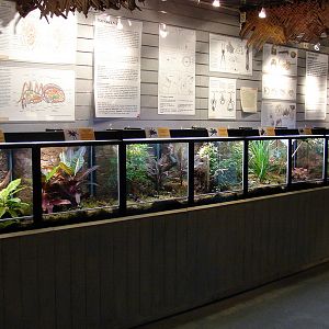Spiders Exhibit