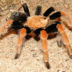 Brachypelma boehmei / Mexican Fireleg Tarantula