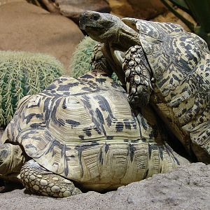 Geochelone pardalis  / Leopard Tortoise (copulation)