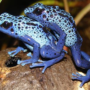 Dendrobates azureus / Blue poison dart frog