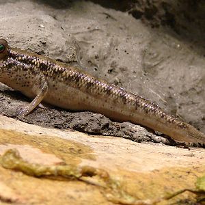 Periophtalmus sp. / Mudskipper