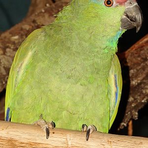 Amazona festiva festiva / Festive amazon