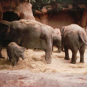 Blijdorp 2002 - Asiatic Elephant indoor exhibit in Taman Indah