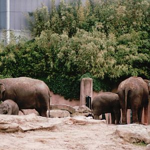 Blijdorp 2002 - Asiatic Elephant outdoor exhibit in Taman Indah