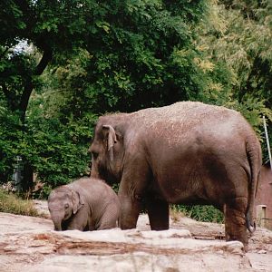 Blijdorp 2002 - Asiatic Elephant outdoor exhibit in Taman Indah