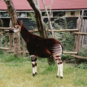 Blijdorp 2002 - Okapi