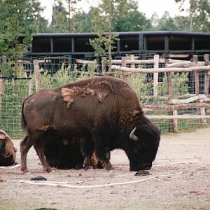 Blijdorp 2002 - American Bison