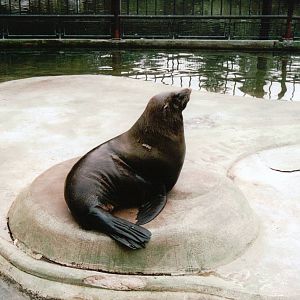 Blijdorp 2002 - South American Fur Seal